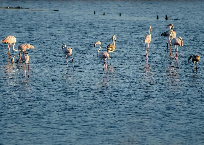 Buarcos Appartamento *